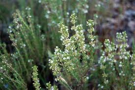 Thymus zygis / Spanish Thyme / Seeds