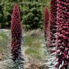 Echium wildpretii / Tower of Jewels  / Seeds