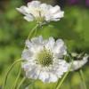 Scabious 'Perfecta Alba' / Scabiosa caucasica / Pincushion / Seeds