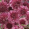 Scabious 'Beaujolais Bonnets' / Scabiosa atropurpurea / Seeds