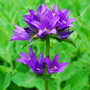 Campanula glomerata dahurica ‘Superba’ / Clustered Bellflower / Seeds