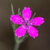 Dianthus armeria / Deptford Pink / British Wildflower / Seeds