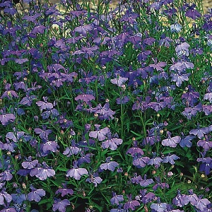 Lobelia erinus pendula 'Sapphire' / Trailing Lobelia / Seeds