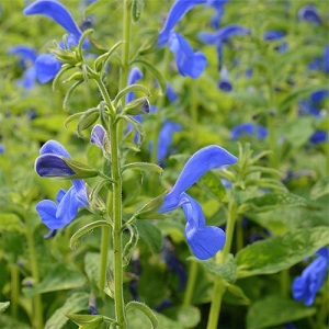 Salvia patens / Gentian Sage / Seeds