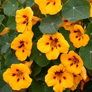 Nasturtium 'Canary Yellow' or 'Ladybird' / Tropaeolum majus  / Seeds