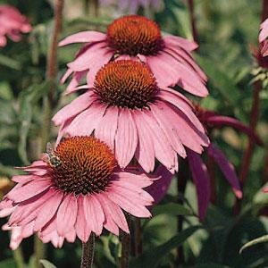 Echinacea purpurea 'Magnus' / Coneflower / Seeds