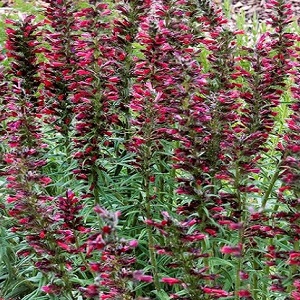 Echium amoenum 'Red Feathers' / Bugloss/ Seeds