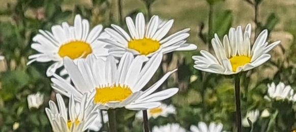 British Wildflowers for the Garden - Ox-Eye Daisy