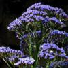 Limonium sinuatum 'Midnight Blue’ / Statice or Sea Lavender / Seeds