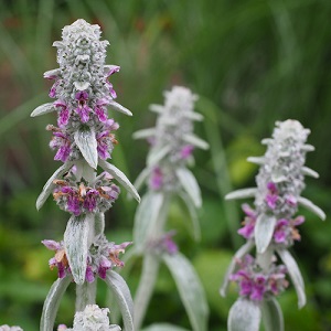 Stachys byzantina / Lamb's Ears or Woolly Betony / Seeds