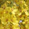 Verbascum thapsus / Great Mullein / British Wildflower Seeds