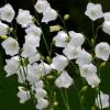 Campanula persicifolia 'White' / White Fairy Bellflower / Seeds