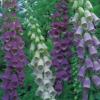 Digitalis purpurea 'Excelsior Hybrids Mix' / Foxglove / Seeds