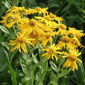 Helenium hoopesii / Owl's Claws / Seeds