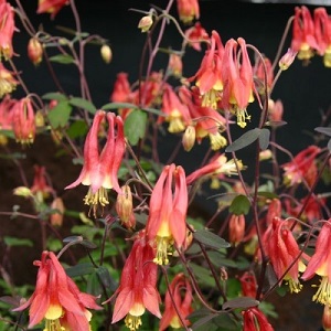 Aquilegia canadensis 'Rhubarb and Custard' / Columbine / Seeds