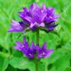 Campanula glomerata dahurica ‘Superba’ / Clustered Bellflower / Seeds