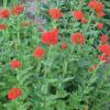 Lychnis chalcedonica / Maltese Cross or Jerusalem Cross / Seeds