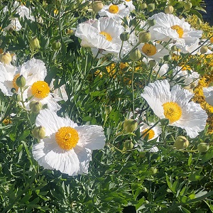 Romneya coulteri / California Tree Poppy / Hardy Perennial / Seeds