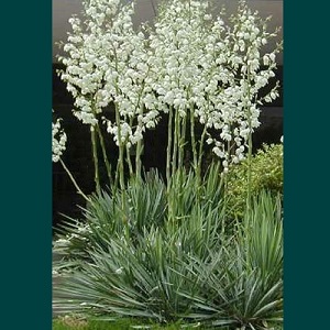 Yucca filamentosa / Needle Palm / Hardy Evergreen / Seeds