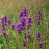 Stachys officinalis / Betony / Seeds