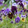 Viola tricolor / Wild Pansy or Heart's Ease / Seeds