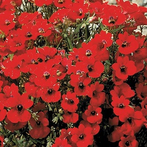 Nemesia strumosa ‘Fire King’ / Cape Jewels / Seeds