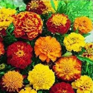 Tagetes patula 'Sparky Mix' / Dwarf French Marigold / Seeds