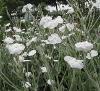 Lychnis coronaria ‘Alba’ / White Rose Campion / Seeds