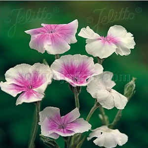 Lychnis coronaria ‘Oculata’ /  Angel's Blush Rose Campion / Seeds