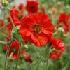 Geum chiloense 'Mrs Bradshaw' / Seeds