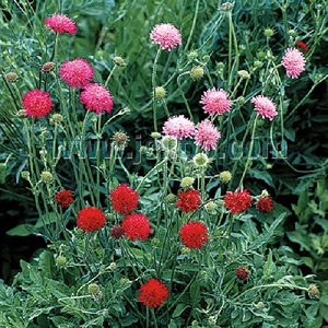 Knautia macedonica 'Melton Pastels' / Macedonian Scabious / Seeds