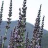Lavender latifolia / Spike Lavender / Lavandula latifolia / Seeds