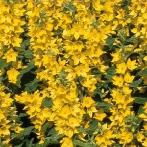 Lysimachia punctata / Dotted Loosestrife / Seeds