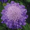 Scabious 'Perfecta Goldingensis' / Scabiosa caucasica / Pincushion / Seeds