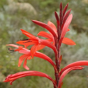 Watsonia vanderspuyiae / Red Bugle Lily / Seeds
