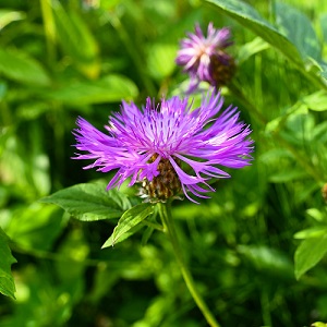 Centaurea scabiosa / Greater Knapweed / Perennial Cornflower / Seeds