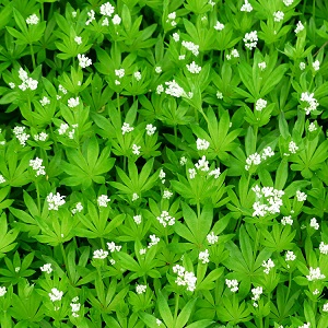 Galium odoratum / Sweet Woodruff / Seeds