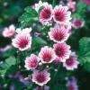 Malva sylvestris 'Zebrina' / Zebra Mallow / Seeds