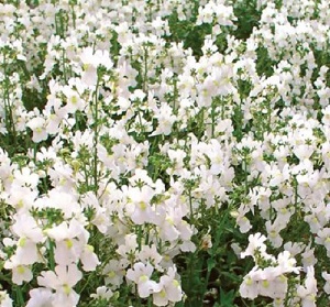 Nemesia strumosa ‘White Knight’ / Cape Jewels / Seeds