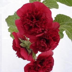 Alcea rosea 'Chater's Maroon' / Hollyhock / Seeds