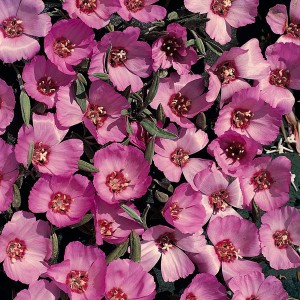 Clarkia speciosa 'Pink Buttercups' / Seeds