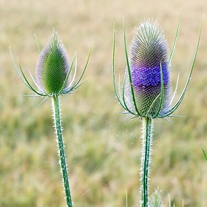 Dipsacus fullonum / Common Teasel / Seeds