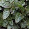 Mentha x piperita / Peppermint / Aromatic Culinary Herb & Herbal Tea / Seeds