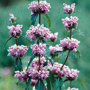 Phlomis tuberosa ' Bronze Flamingo' / Jerusalem Sage / Seeds