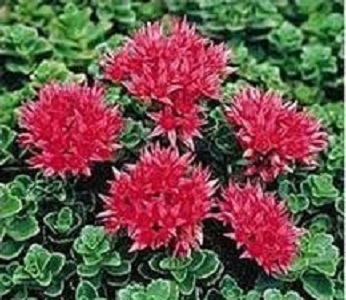 Sedum spurium 'Summer Glory' / Mongolian Stonecrop / Seeds