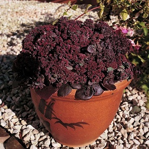 Sedum ussurience 'Turkish Delight' / Seeds