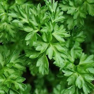 Chervil / French Parsley / Anthriscus cerefolium/ Seeds