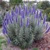 Echium candicans / Pride of Madeira  / Seeds