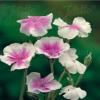 Lychnis coronaria ‘Oculata’ /  Angel's Blush Rose Campion / Seeds