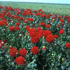 Papaver somniferum paeoniiflorum 'Paeony Scarlet' / Opium Poppy / Seeds